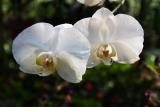 Phalaenopsis Orchid - Phal. Ruths Smile Bright