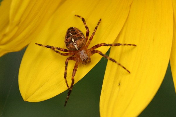 spider1.JPG