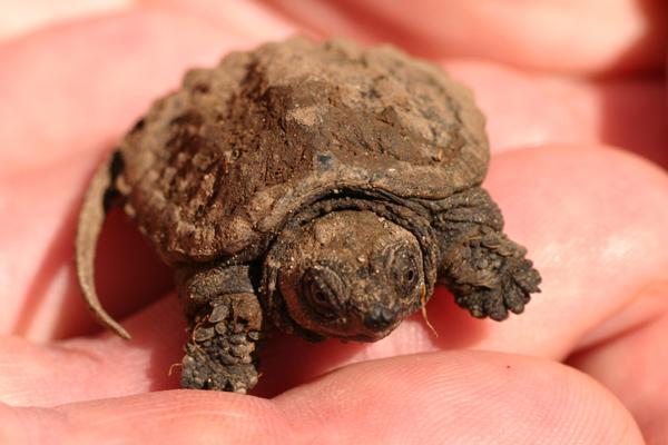 baby snapping turtle