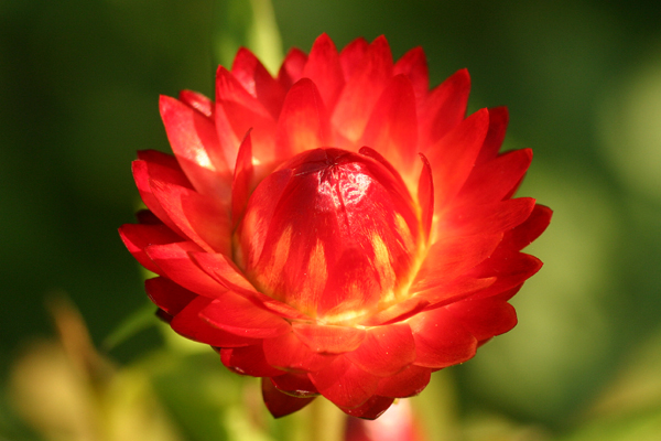 strawflower1.JPG