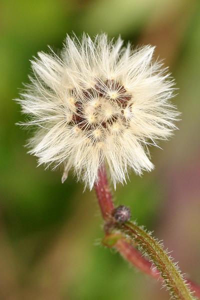 blow5.JPG