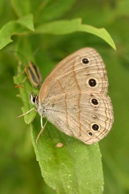 butterfly3.JPG