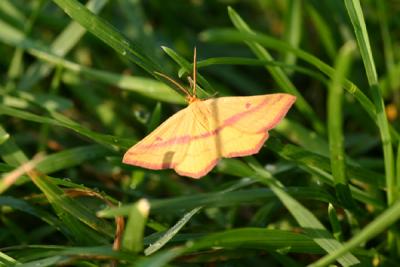 moth3.JPG