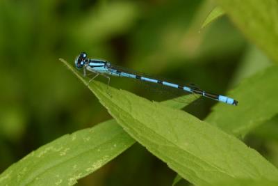 damselfly6.JPG