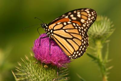 monarch8.JPG