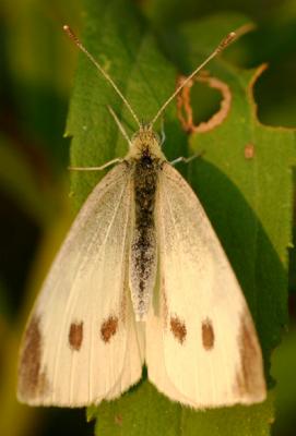 Cabbage Butterfly 9