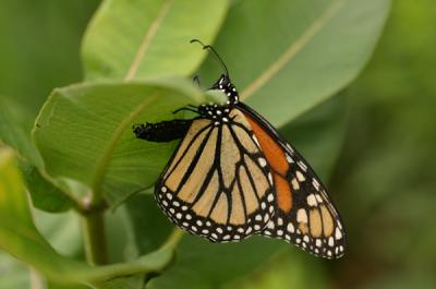 monarch18.JPG