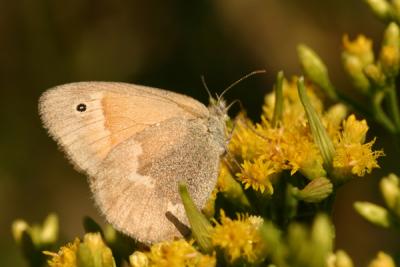 butterfly5.JPG