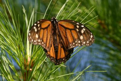 monarch20.JPG