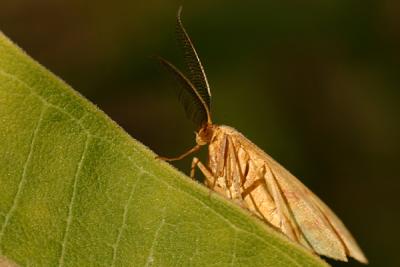 moth10.JPG