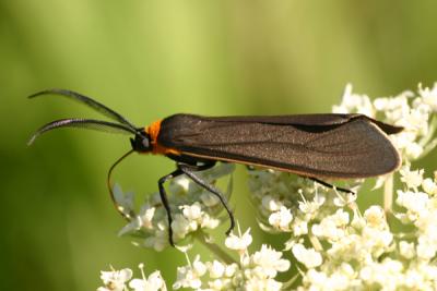 moth3.JPG