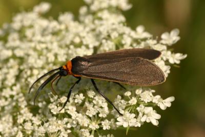 moth4.JPG