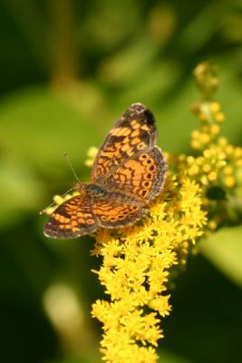 butterfly16.JPG