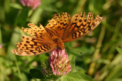 butterfly18.JPG