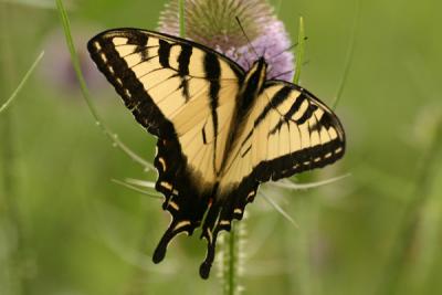 yellowswallowtail2.JPG