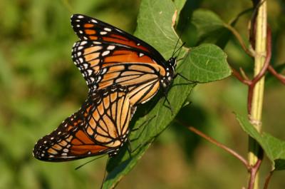 monarchs.JPG