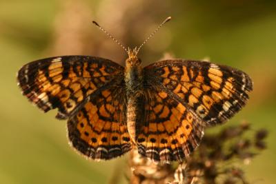 butterfly20.JPG