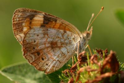 butterfly23.JPG