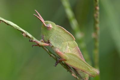 leafhopper 1