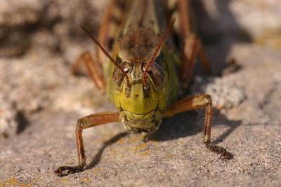 grasshopper 1