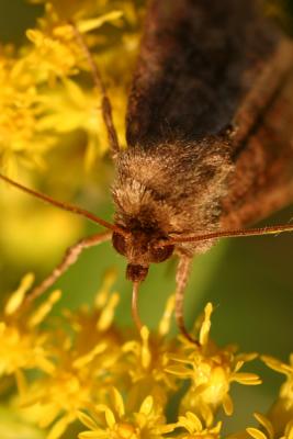moth6.JPG