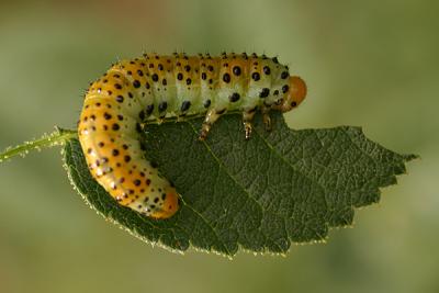 Caterpillars, Millipedes and Larvae
