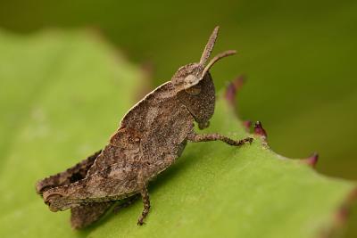 leafhopper 2
