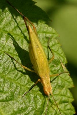 leafhopper 3
