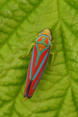 scarlet and blue leafhopper
