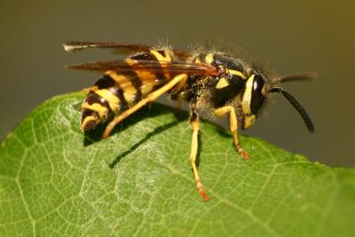 wasp 3