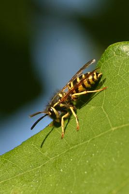 wasp 4