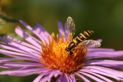 hoverfly1.JPG