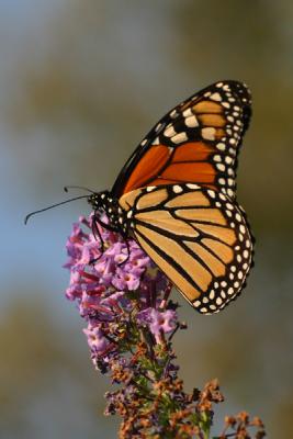 monarch25.JPG