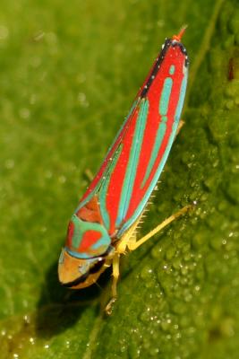 Scarlet and Green Leaf Hopper 2