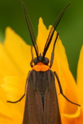 moth7.JPG