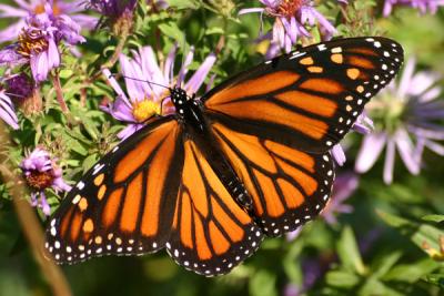 monarch25.JPG