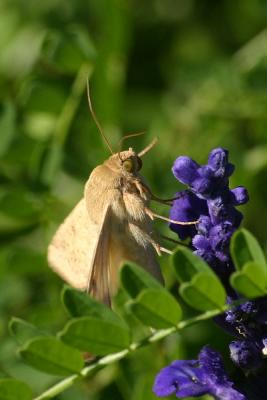 moth7.JPG