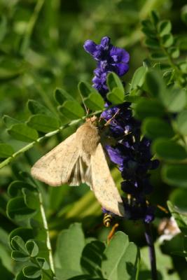 moth10.JPG