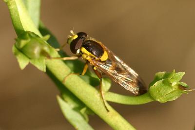 hoverfly11.JPG