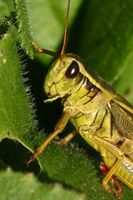 grasshopper 3