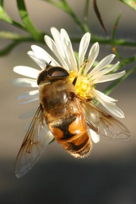 hoverfly16.JPG