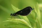 damselfly2.JPG