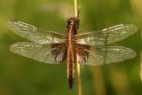 dragonfly7.JPG