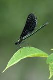 damselfly4.JPG