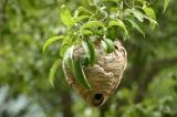 wasp nest