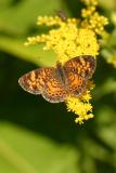 butterfly15.JPG