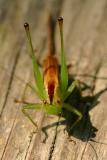 Katydid
