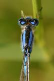 damselflyhead2.JPG
