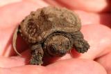 baby snapping turtle