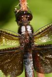 dragonflyhead.JPG